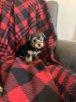 Teddy🧸, a male Yorkshire Terrier for sale in Greenville, SC – Photo 3 of 4