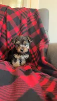Teddy🧸, a male Yorkshire Terrier for sale in Greenville, SC – Photo 2 of 4
