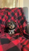 Teddy🧸, a male Yorkshire Terrier for sale in Greenville, SC – Photo 4 of 4