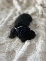 Jet, a male Goldendoodle for sale in Greenville, SC – Photo 4 of 5