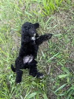 Jet, a male Goldendoodle for sale in Greenville, SC – Photo 3 of 5