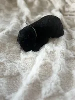 Jet, a male Goldendoodle for sale in Greenville, SC – Photo 5 of 5