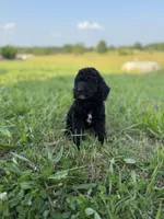 Jet, a male Goldendoodle for sale in Greenville, SC – Photo 2 of 5