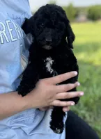 Jet, a male Goldendoodle for sale in Greenville, SC – Photo 1 of 5