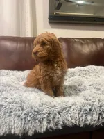 Chleo, a female Goldendoodle for sale in Greenville, SC – Photo 2 of 6