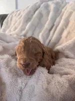 Chleo, a female Goldendoodle for sale in Greenville, SC – Photo 5 of 6