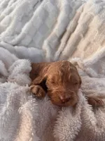 Chleo, a female Goldendoodle for sale in Greenville, SC – Photo 6 of 6