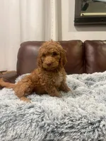 Chleo, a female Goldendoodle for sale in Greenville, SC – Photo 3 of 6