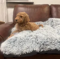 Ginger/maple, a female Goldendoodle for sale in Greenville, SC – Photo 1 of 4