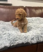 Ginger/maple, a female Goldendoodle for sale in Greenville, SC – Photo 2 of 4