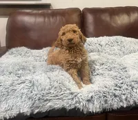 Ginger/maple, a female Goldendoodle for sale in Greenville, SC – Photo 3 of 4