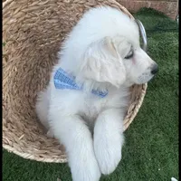 Milo, a male Maremma Sheepdog for sale in Greenville, SC – Photo 1 of 3