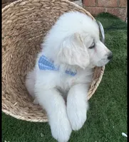 Milo, a male Maremma Sheepdog for sale in Greenville, SC – Photo 1 of 3