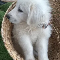 Milo, a male Maremma Sheepdog for sale in Greenville, SC – Photo 2 of 3