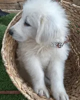 Milo, a male Maremma Sheepdog for sale in Greenville, SC – Photo 2 of 3
