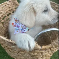 Milo, a male Maremma Sheepdog for sale in Greenville, SC – Photo 3 of 3