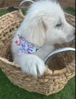 Milo, a male Maremma Sheepdog for sale in Greenville, SC – Photo 3 of 3