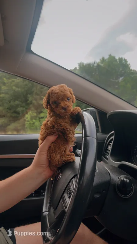 Teddy🧸 F1b toy golden doodle  – Miniature Goldendoodle puppy for sale in Spartanburg, SC