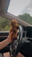 Teddy🧸 F1b toy golden doodle , a male Miniature Goldendoodle for sale in Spartanburg, SC – 1 of 2