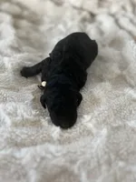 Aurora, a female Goldendoodle for sale in Greenville, SC – Photo 3 of 4