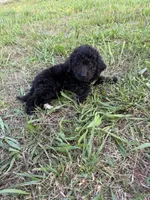 Aurora, a female Goldendoodle for sale in Greenville, SC – Photo 1 of 4