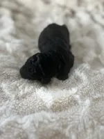 Aurora, a female Goldendoodle for sale in Greenville, SC – Photo 4 of 4