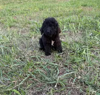 Aurora, a female Goldendoodle for sale in Greenville, SC – Photo 2 of 4
