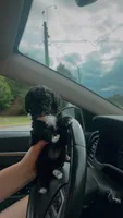 Midnight 🌼 F1b Toy golden doodle, a female Miniature Goldendoodle for sale in Spartanburg, SC – 4 of 5