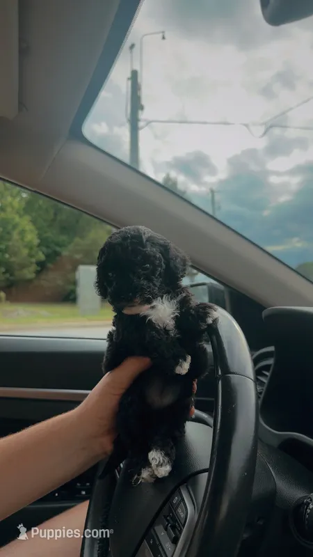 Midnight 🌼 F1b Toy golden doodle – Miniature Goldendoodle puppy for sale in Spartanburg, SC