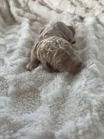 April, a female Goldendoodle for sale in Greenville, SC – Photo 3 of 4