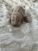 April, a female Goldendoodle for sale in Greenville, SC – Photo 4 of 4