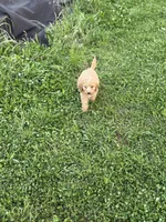 April, a female Goldendoodle for sale in Greenville, SC – Photo 2 of 4