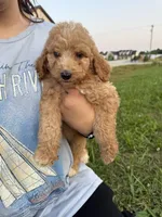 April, a female Goldendoodle for sale in Greenville, SC – Photo 1 of 4