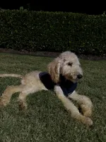 Bruno, a male Goldendoodle for sale in Greenville, SC – Photo 3 of 8