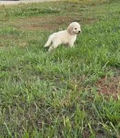 Bruno, a male Goldendoodle for sale in Greenville, SC – Photo 5 of 8