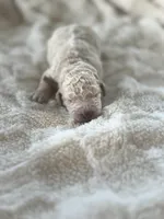 Bruno, a male Goldendoodle for sale in Greenville, SC – Photo 7 of 8