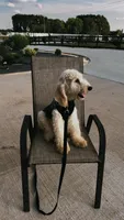 Bruno, a male Goldendoodle for sale in Greenville, SC – Photo 1 of 8