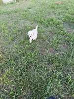 Bruno, a male Goldendoodle for sale in Greenville, SC – Photo 4 of 8