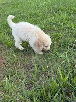 Bruno, a male Goldendoodle for sale in Greenville, SC – Photo 8 of 8