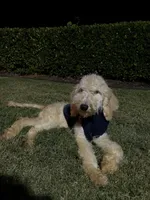 Bruno, a male Goldendoodle for sale in Greenville, SC – Photo 2 of 8
