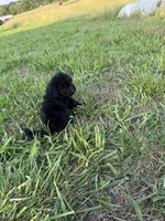 Charlie, a male Goldendoodle for sale in Greenville, SC – Photo 3 of 5
