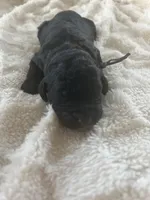 Charlie, a male Goldendoodle for sale in Greenville, SC – Photo 4 of 5