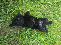Charlie, a male Goldendoodle for sale in Greenville, SC – Photo 2 of 5