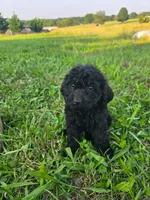 Charlie, a male Goldendoodle for sale in Greenville, SC – Photo 1 of 5