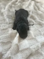 Charlie, a male Goldendoodle for sale in Greenville, SC – Photo 5 of 5