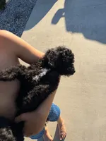 Tux🐾 F1b toy golden doodle , a male Miniature Goldendoodle for sale in Spartanburg, SC – 2 of 5
