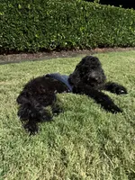 Arora, a female Goldendoodle for sale in Greenville, SC – Photo 5 of 6