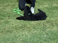 Arora, a female Goldendoodle for sale in Greenville, SC – Photo 1 of 6