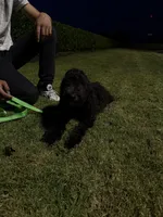 Arora, a female Goldendoodle for sale in Greenville, SC – Photo 6 of 6