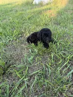 Arora, a female Goldendoodle for sale in Greenville, SC – Photo 2 of 6